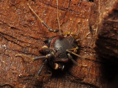 Pachylus quinamavidensis