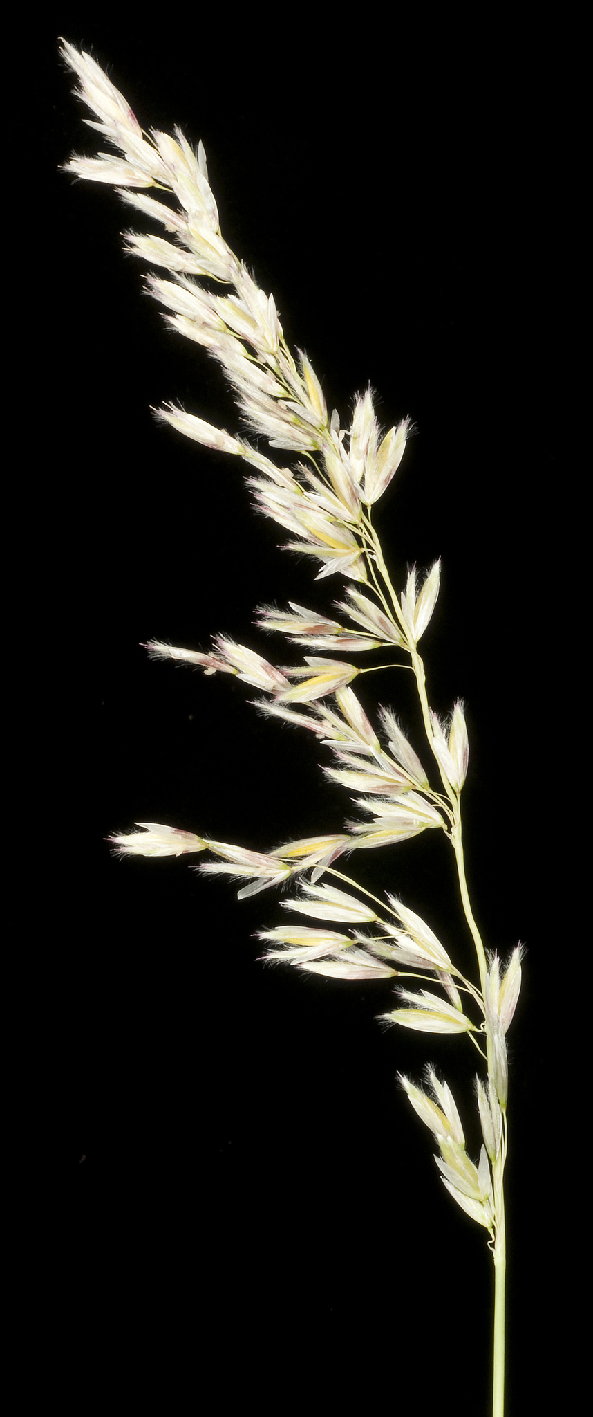 Ehrharta villosa