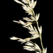 Ehrharta villosa - Photo (c) Kevin Thiele,  זכויות יוצרים חלקיות (CC BY)