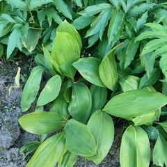 Convallaria majalis