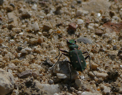 Cicindela campestris siculorum