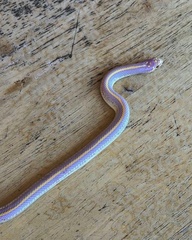 Lampropeltis californiae