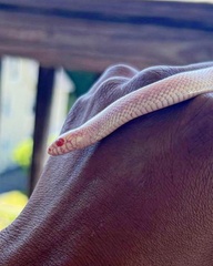 Lampropeltis californiae