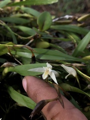 Nidema