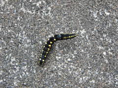 Oraesia emarginata