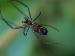 Leucauge