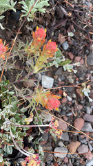 Castilleja arachnoidea