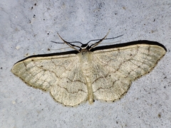 Idaea aversata