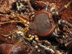 Pachylus quinamavidensis