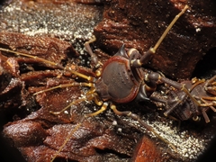 Pachylus quinamavidensis