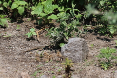 Aspidoscelis costatus