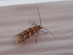 Cameraria ostryarella