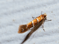 Cameraria ostryarella