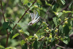 Protographium epidaus tepicus