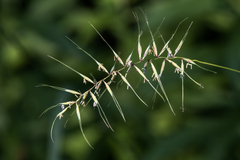 Elymus hystrix hystrix