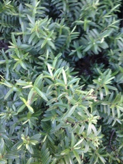 Veronica strictissima