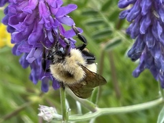 Bombus perplexus