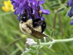 Bombus perplexus