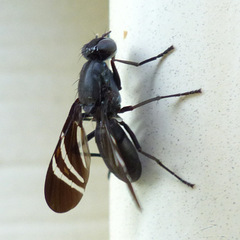 Tritoxa flexa