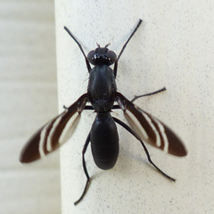 Tritoxa flexa