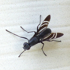 Tritoxa flexa