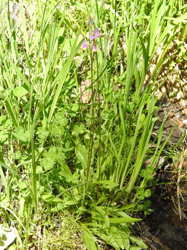 Image of Primula tetrandra by (c) Rachel Stringham, some rights reserved (CC BY)