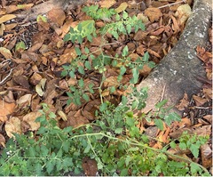 Solanum pimpinellifolium