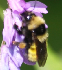 Bombus borealis