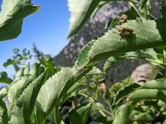 Callinicus pictitarsis