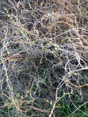 Muehlenbeckia complexa complexa