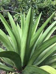 Agave missionum