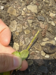 Gomphrenoideae