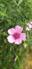 Althaea cannabina