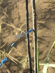 Enallagma aspersum