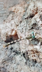 Onychogomphus