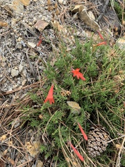 Penstemon pinifolius