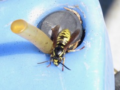 Vespula infernalis