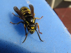 Vespula infernalis