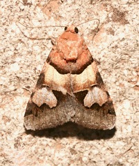 Drasteria pallescens