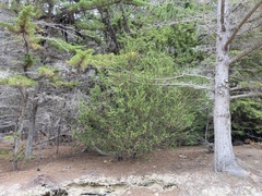 Acacia verticillata