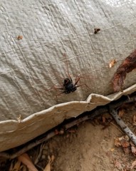 Paraphrynus carolynae