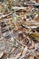 Paraphrynus carolynae