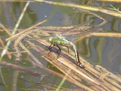 Anax imperator