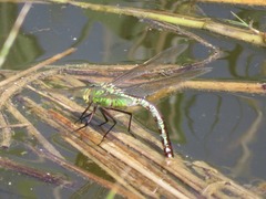 Anax imperator