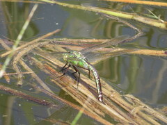 Anax imperator
