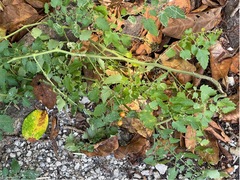 Solanum pimpinellifolium