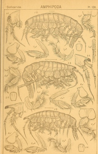 Representative image of Monoculodes