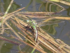 Anax imperator