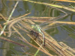Anax imperator