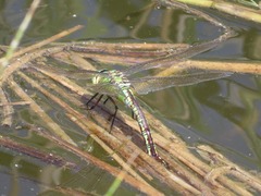 Anax imperator